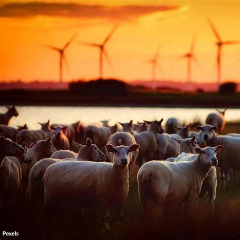 Defend Animals From Wind Farm Dangers Take Action The Hunger Site