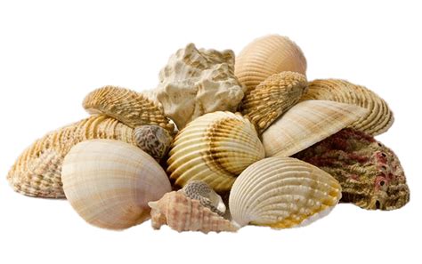 sea shells png 10 free Cliparts | Download images on Clipground 2024