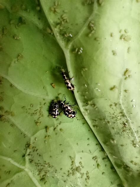 Biodefensivo Joaninhas Refil Vivas Eriopis Connexa Preta E Branca