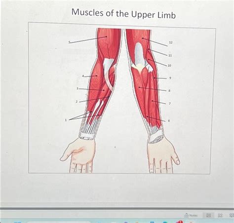 Solved Muscles of the Upper Limb | Chegg.com