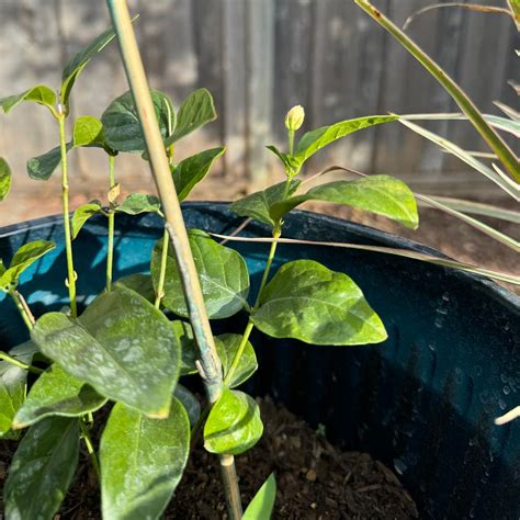 Blossoming Bliss: The Simple, 5-Step Guide To Nurturing Your Jasmine Delight