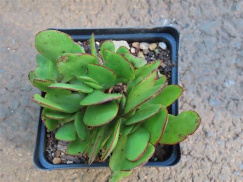 crassula radicans small red carpet crassula pubescens arikshas gardens