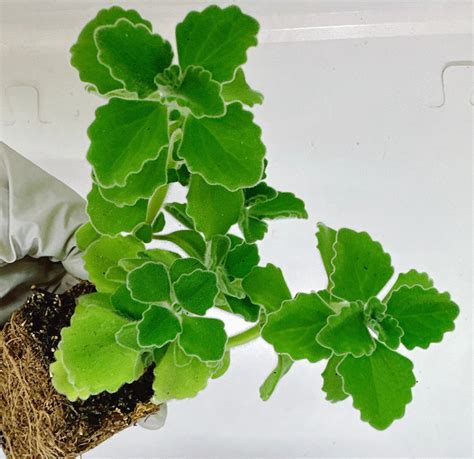 Beautiful And Good Smell Succulent Plectranthus Tomentosa Vicks Plant