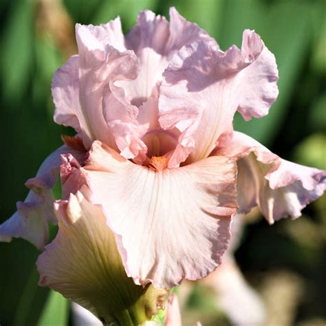 Reblooming Bearded Iris Bulbs for Sale | Large Iris Rhizomes – Easy To ...