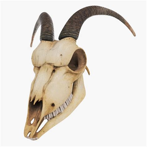 Skull Horns Deer 3d Model Turbosquid 1536972