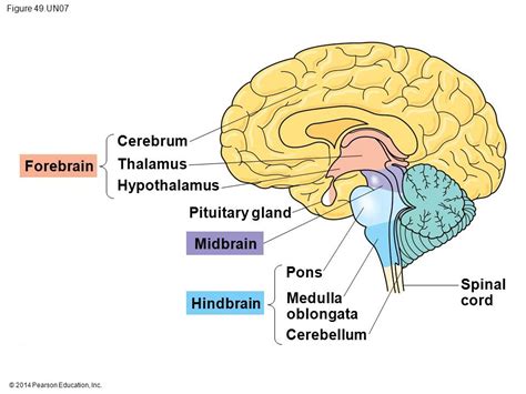 Psychology: brain Diagram | Quizlet