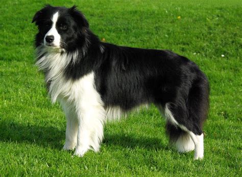 Border Collie Black White - Border collie, Dogs, Collie