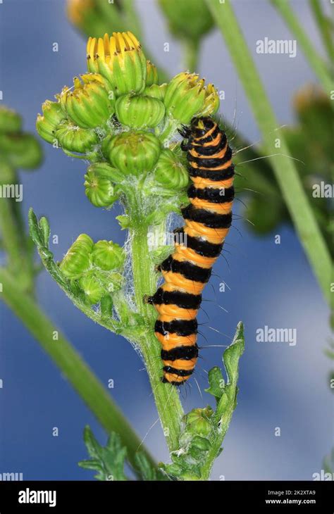 Cinnabar Moth Caterpillar Tyria Jacobaeae Feeding On Ragwort Stock