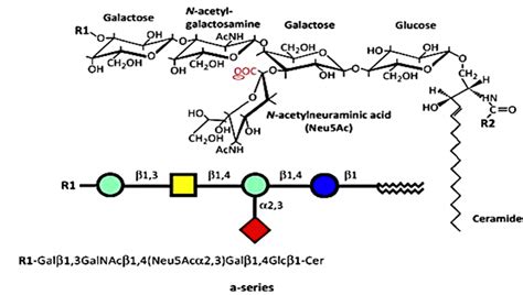 Ganglioside Structure