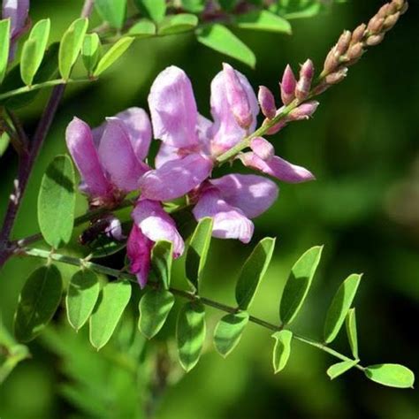 100 Indigofera Tinctoria Seeds, Natural Indigo Seeds, True Indigo Seeds ...