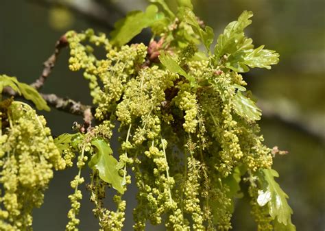 Eiche Blüte Stiel Eiche Quercus robur c Monika Gehrke