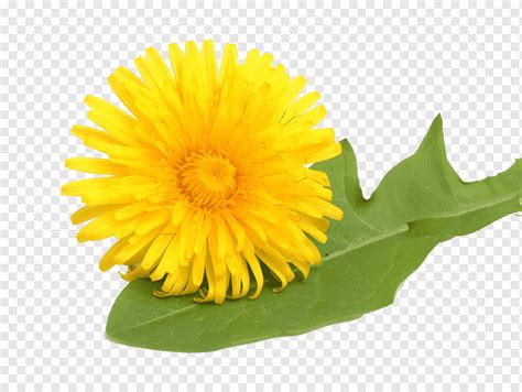 Common Dandelion Leontodon Yellow Graphy Medicinal Plants Free Yellow