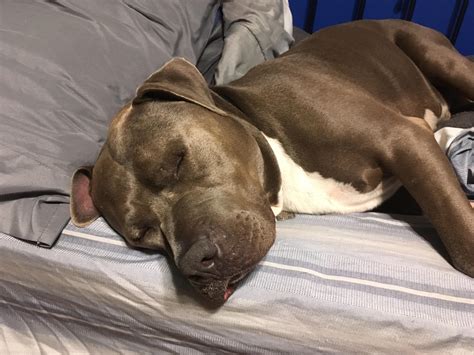 hippo sleeping bags 6