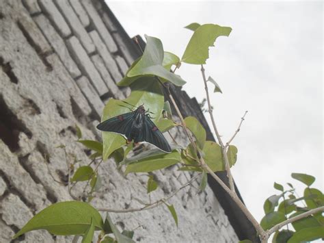 Mariposa Negra En Pitanga Eugenia Uniflora Huertas Urbanas