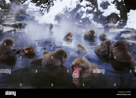 Snow monkeys bathing in hot springs Jigokudani National Park Japan Stock Photo - Alamy