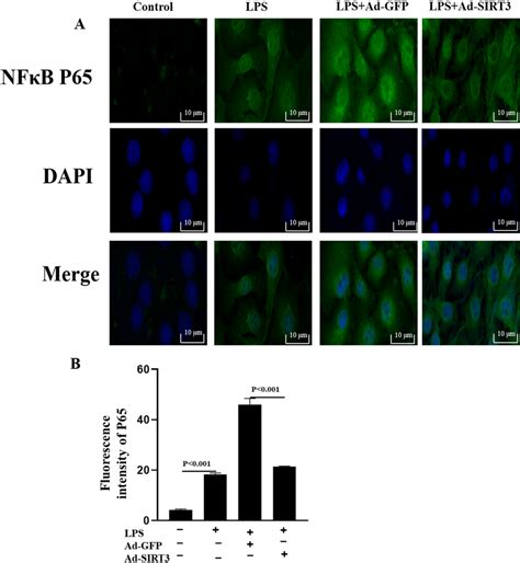 Nuclear Translocation Of Nf B P After Infection With Sirtuin