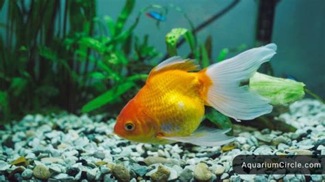 Fantail Goldfish Care Guide Lifespan Tank Mates In Aquarium And More