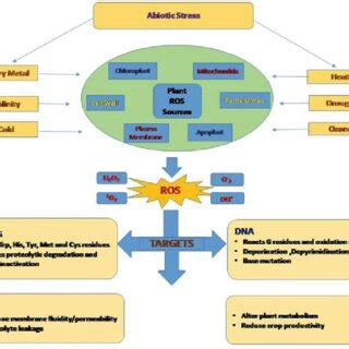 Abiotic stress induced changes in plants | Download Scientific Diagram