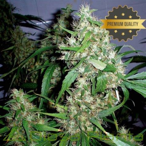 Critical Kush Feminizadas A Granel Diosa Planta