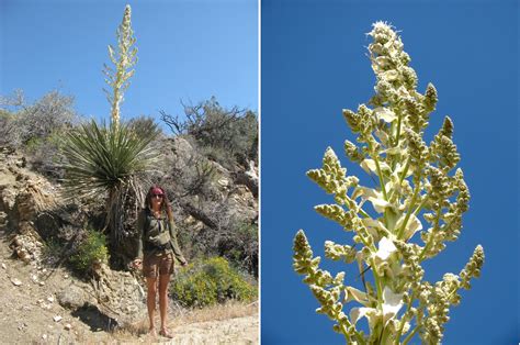 Nolina parryi – “Nolina” - Wildflowers of Joshua Tree Country