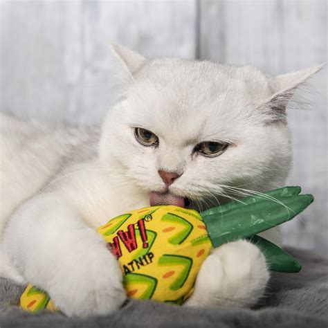 Yeowww Catnip Cat Toy Pineapple BaxterBoo