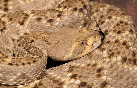 Western Diamond Backed Rattlesnake Western Diamond Backed Flickr