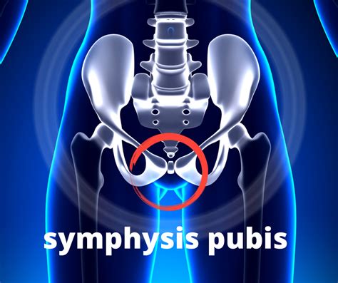 Symphysis Pubis