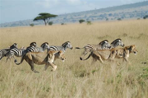 A Group Of Zebras Galloping Across A Parched Grassy Plain In A Unified Motion A Pack Of Lions