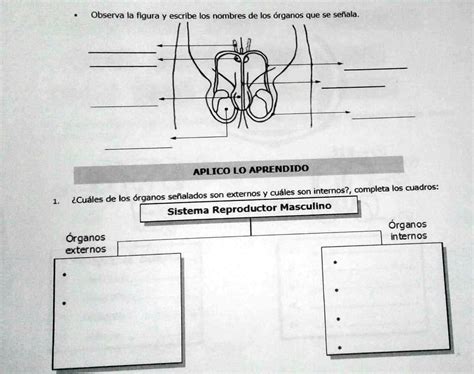 SOLVED Sistema Reproductor Masculino Observa La Figura Y Escribe Los