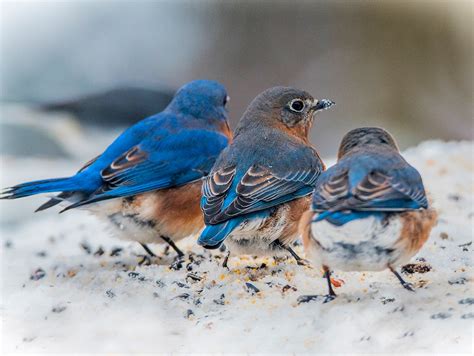 Eastern Bluebird Audubon Field Guide