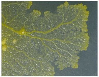 True Slime Mold Physarum Polycephalum True Slime Mold Exhibits