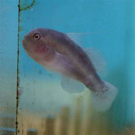 Black Clown Goby Gobiodon Sp