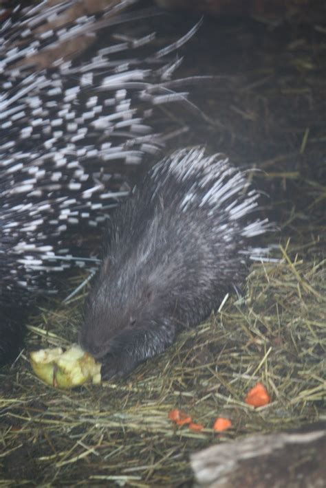 My Zoo Visits And Life Lists Wild Dogs And Tragopans Chester Zoo 26