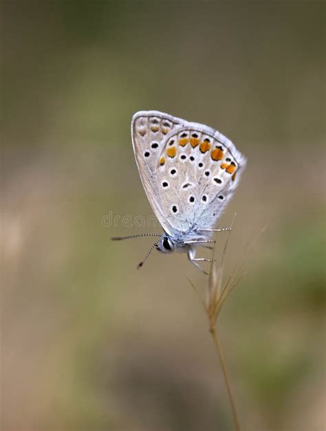 The common blue butterfly stock photo. Image of multi - 188975976