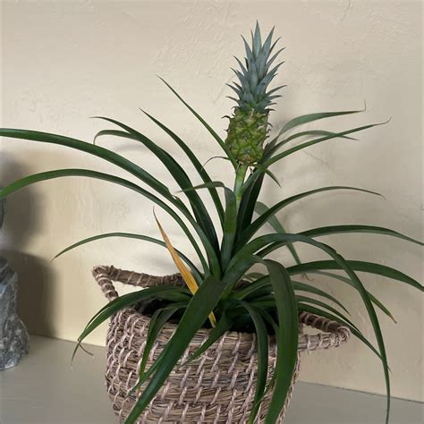 🍍 Pineapple - Ultimate Guide To Fertilizing