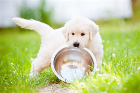 15 Best White Labrador Breeders In The United States