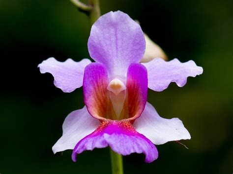 Vanda Miss Joaquim Beautiful Orchids