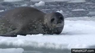 Killer Whales Wave Wash Seal Frozen Planet On Make A