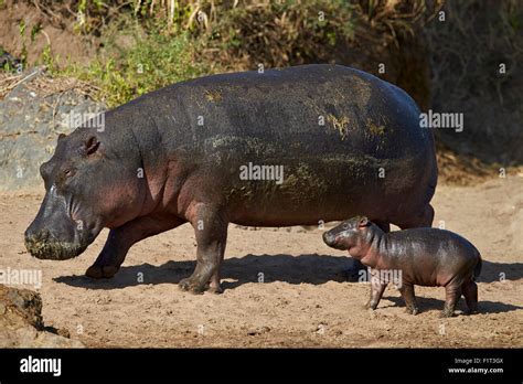 Hipopótamo Hippopotamus Amphibius A La Madre Y Al Bebé Fuera Del Agua