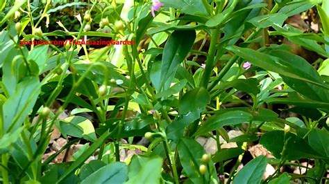 Philippine Spinach Surinam Purslane Talinum Fruticosum Potherb