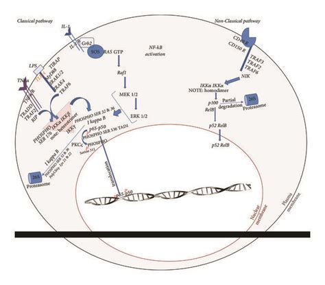 Nf Kb P65 Pathway