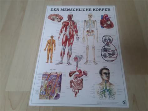 NEU ANATOMIE Physiotherapie Lehrposter Der menschliche Körper EUR 5