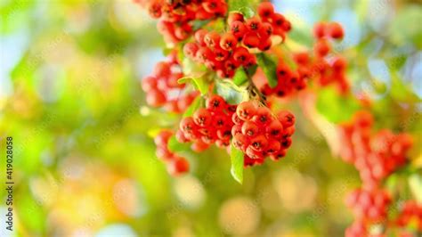 Pyracantha Coccinea Bright Red Orange Berries Of Evergreen Ornamental