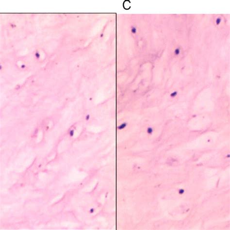 hematoxylineosin staining  staining results   staining