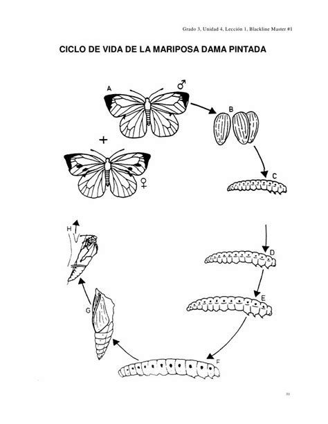 Ciclo De Vida Del Ser Humano Imagenes Para Ninos Para Colorear F44 Images