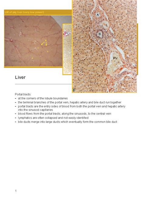 Liver Hom Histology Friday February Y Liver Portal Tracts At