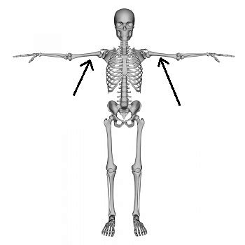 Coracobrachialis Origin And Insertion