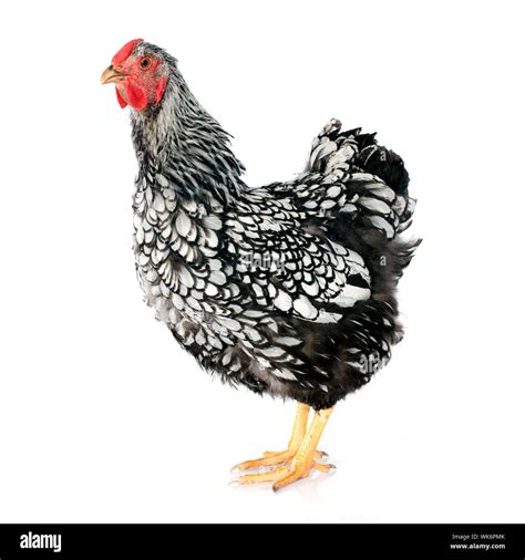 Wyandotte Chicken In Front Of White Background Stock Photo Alamy