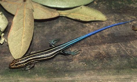 Southeastern Five-Lined Skink Facts, Habitat, Diet, Life Cycle, Baby ...