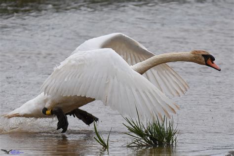 Mute Swan Mute Swan Was Chasing A Canada Goose Copyright Flickr